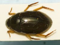 Hydrophilidae