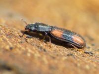 Bitoma crenata