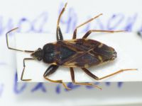 Eremocoris podagricus
