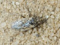 Nysius ericae