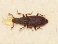 Monotoma angusticollis
