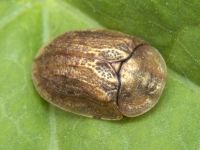 Hypocassida