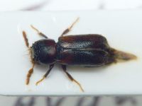 Scobicia pustulata