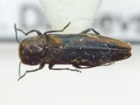 Agrilus roscidus