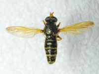 Calliprobola speciosa