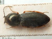 Elateridae