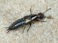 Philonthus (Philonthus) succicola