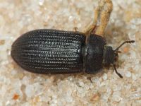 Grynocharis oblonga