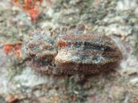 Endophloeus exculptus