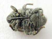 Cleopomiarus