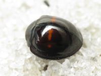 Chilocorus bipustulatus