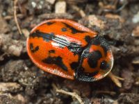 Pilemostoma fastuosa