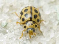 Tytthaspis sedecimpunctata
