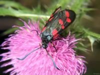 Zygaena filipendulae