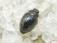 Stethorus punctillum