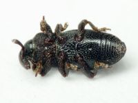 Melanobaris dalmatina