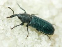 Mecinus janthinus