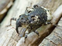 Cryptorhynchus (Cryptorhynchus) lapathi