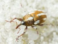 Tychius quinquepunctatus