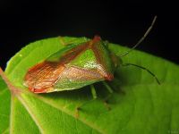 Acanthosoma haemorrhoidale