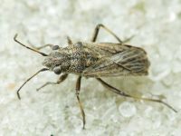 Ortholomus punctipennis