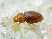 Mycetaea subterranea