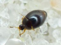 Orthoperus