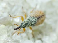 Malvapion malvae