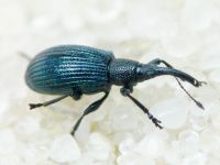Stenopterapion (Stenopterapion) meliloti