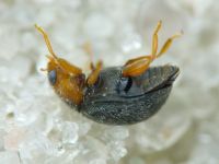Scymnus rubromaculatus