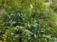 Hedysarum grandiflorum