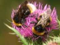 Bombus hortorum