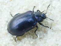 Plagiosterna aenea
