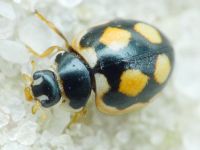 Coccinula sinuatomarginata