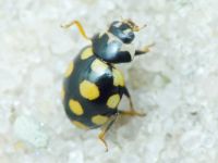 Coccinula quatuordecimpustulata