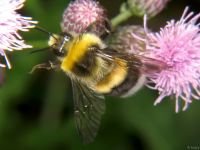 Bombus hortorum