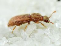 Monotoma quadrifoveolata
