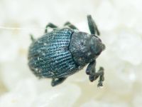 Ceutorhynchus erysimi