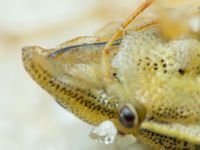 Aelia acuminata
