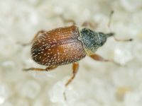 Mecinus plantaginis