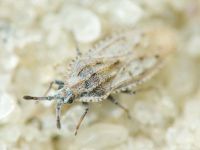 Tingis (Tingis) grisea