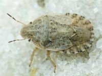 Sciocoris macrocephalus