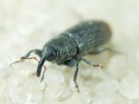 Mecinus pyraster