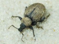 Otiorhynchus ligustici