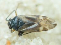 Monosynamma sabulicola