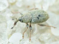 Sibinia (Sibinia) unicolor