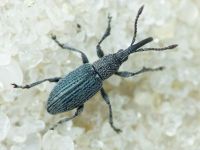 Apioninae