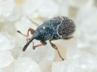 Mecinus plantaginis