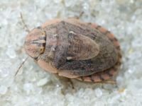 Menaccarus (Oploscelis) arenicola