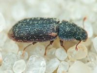 Colobicus hirtus